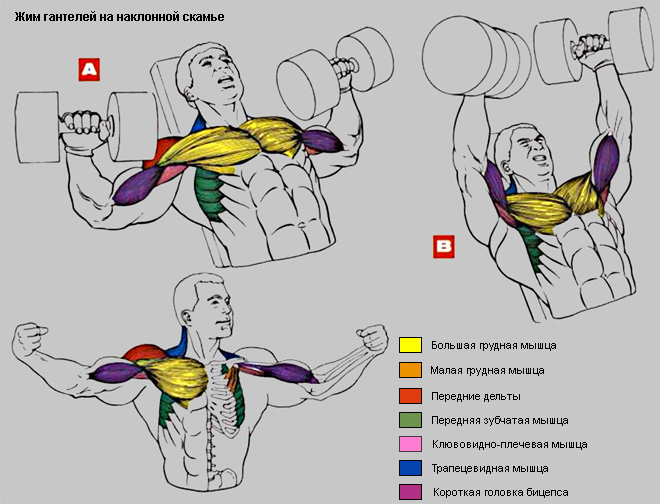 Жим гантелей на наклонной. Жим гантелей на наклонной скамье на грудные мышцы. 1. Жим гантелей на наклонной скамье. 2. Жим гантелей на наклонной скамье. Жим гантелей на наклонной скамье на грудные.